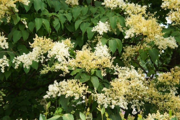 Japanese Lilac Tree