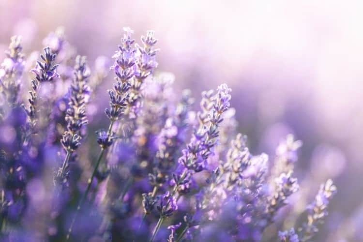 Lavender 