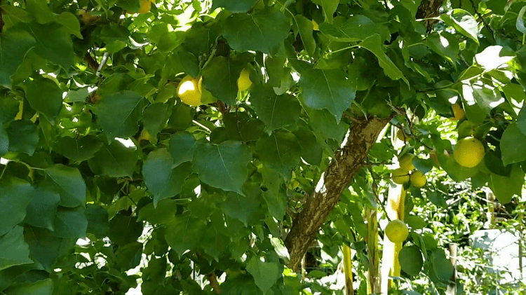 Moorpark Apricot Tree