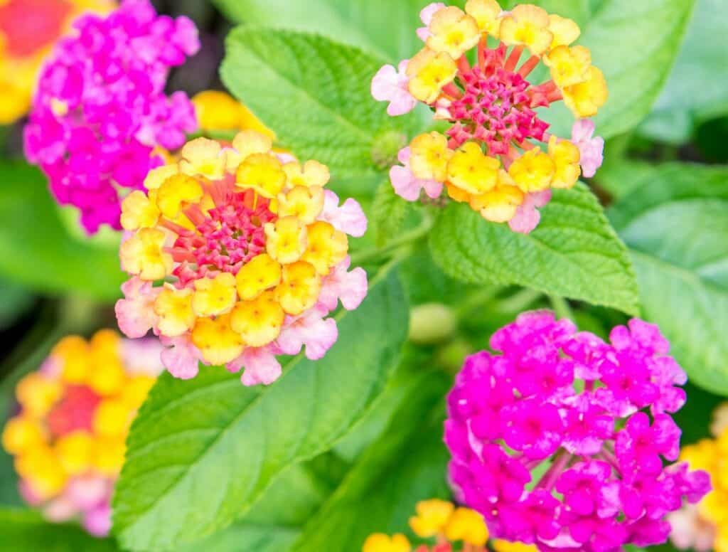 Lantana 