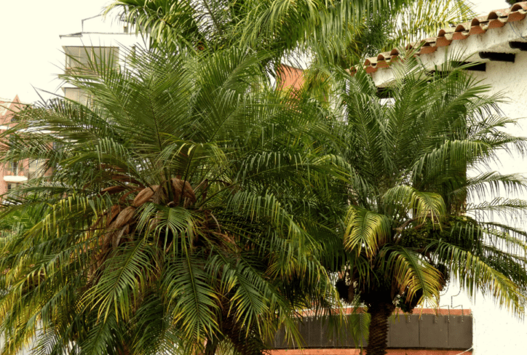 Robellini Palm: All You Need to Know About the Robellini Palm