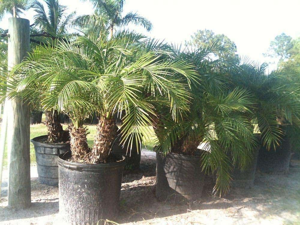 Robellini Palm: All You Need to Know About the Robellini Palm