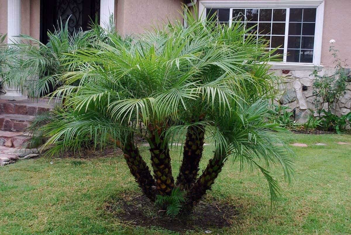 Robellini Palm: All You Need to Know About the Robellini Palm