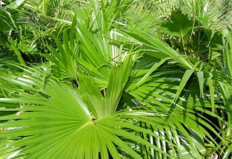 Chinese Fan Palm Arbor Facts