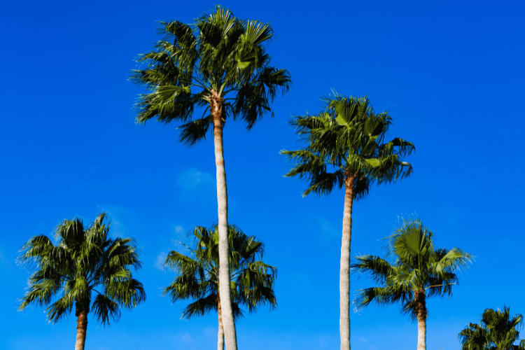 Mexican Fan Palm