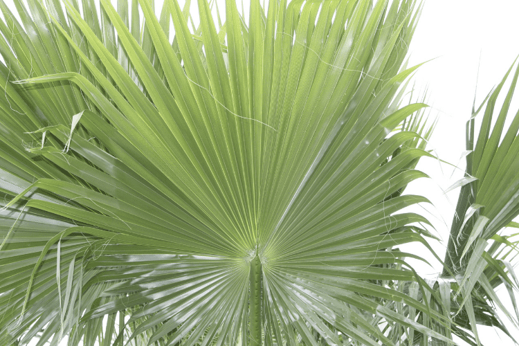 Mexican Fan Palm