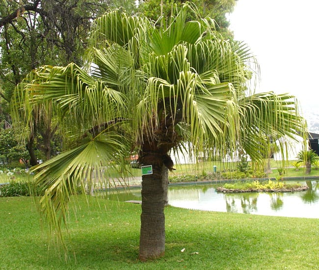 Chinese Fan Palm Fruit