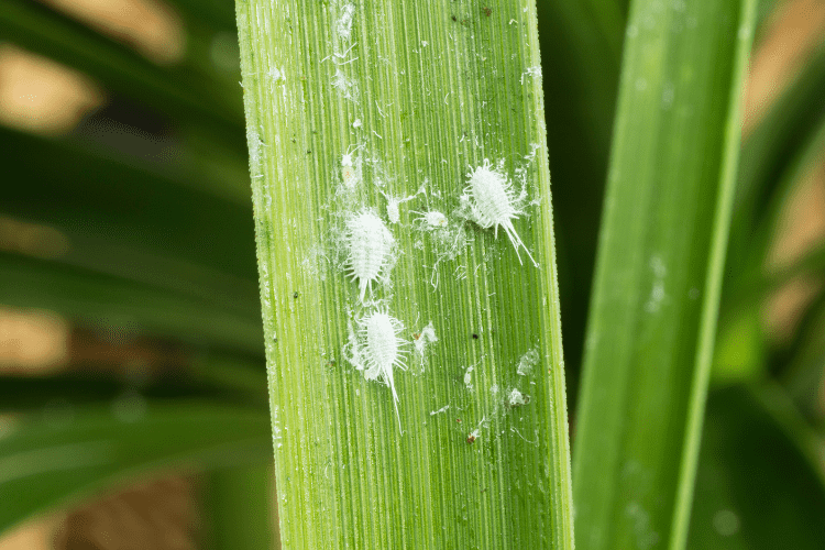 mealybugs on a palm tree