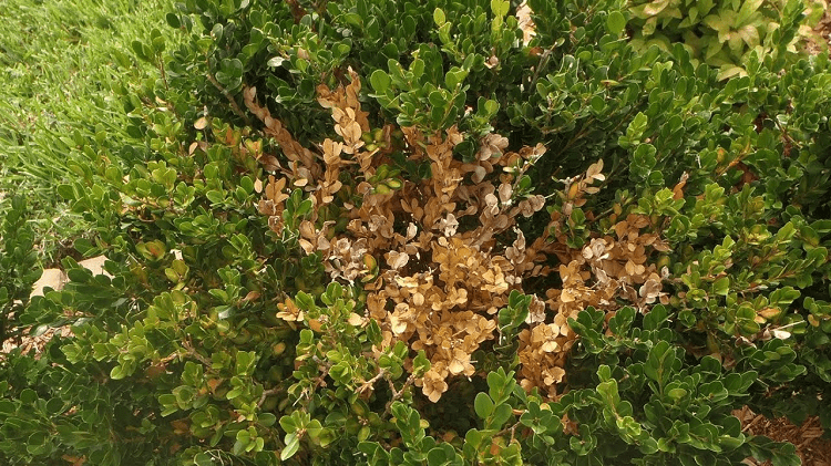 Boxwood Shrub Problems