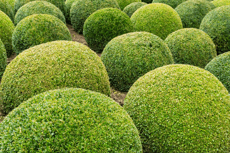 Boxwood Tree