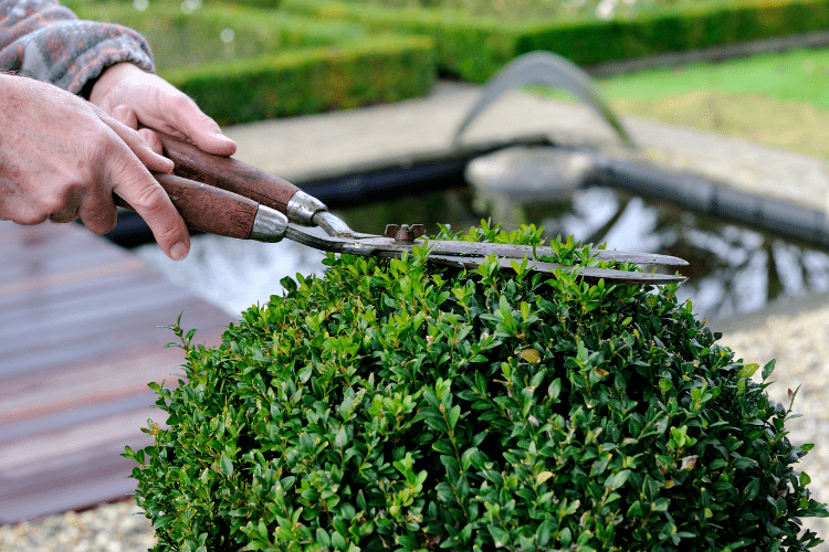 Boxwood Trimming