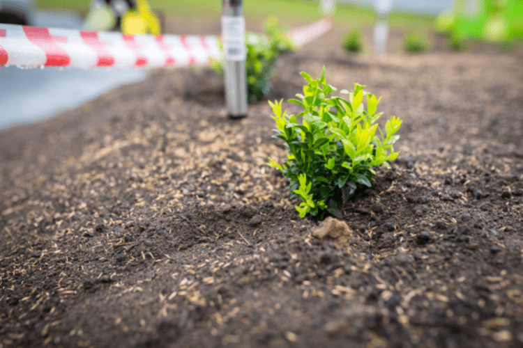 Boxwood planting