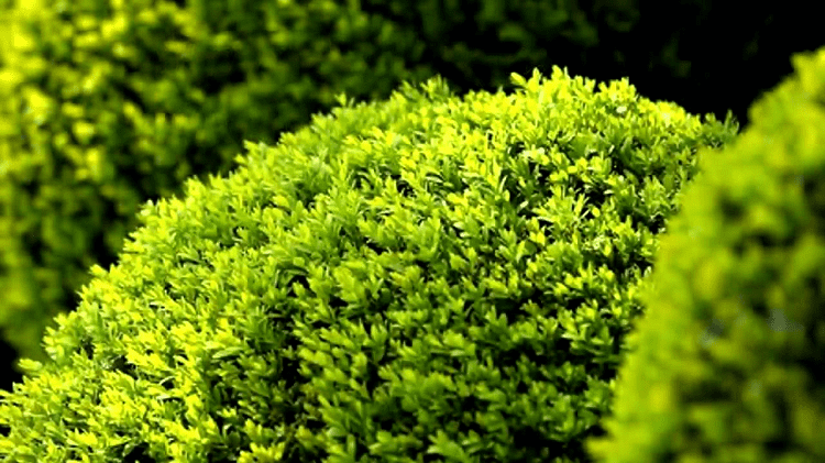 Japanese Boxwood